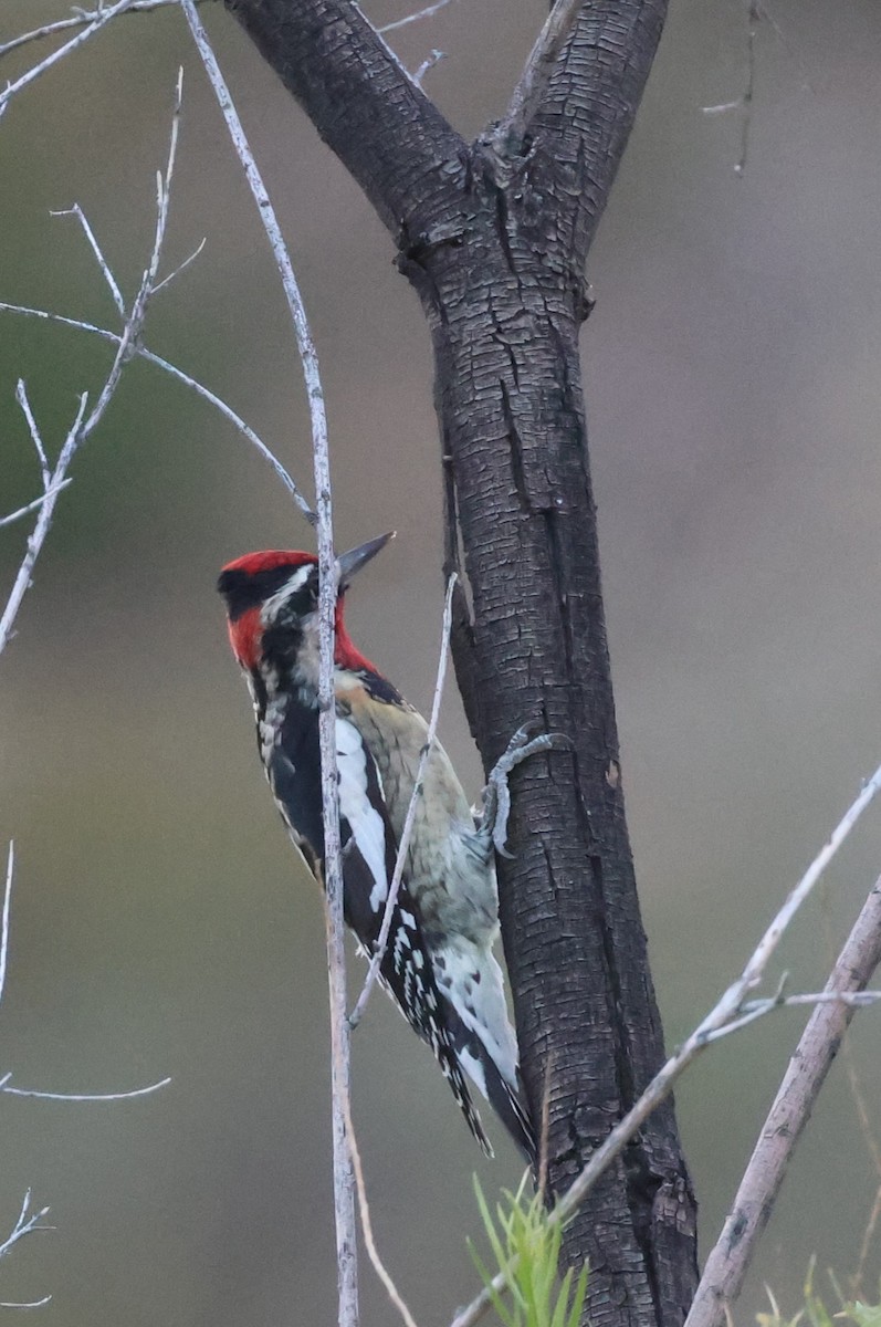 Red-naped Sapsucker - ML610223022