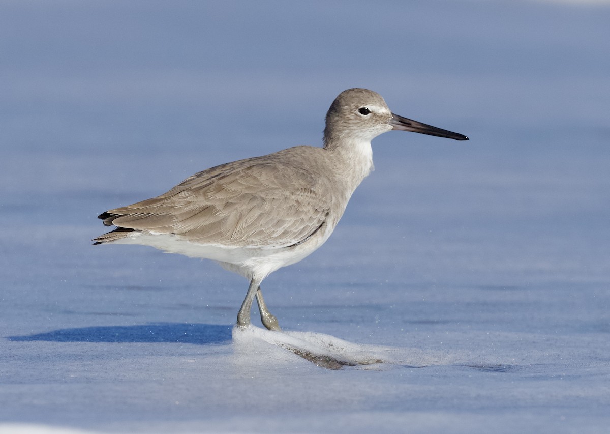 Willet - Colin Hill