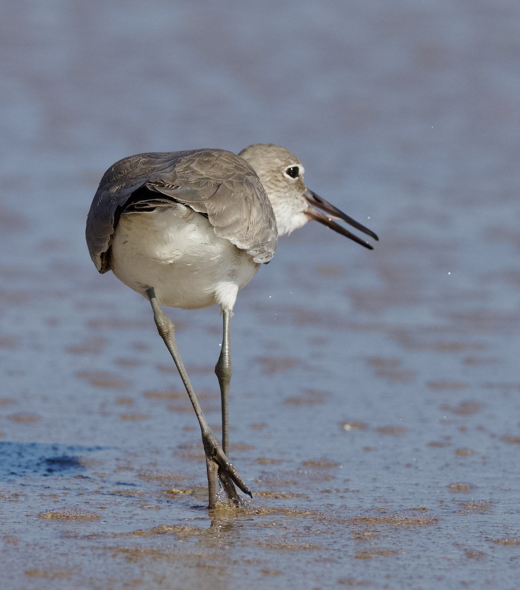 Willet - ML610223038