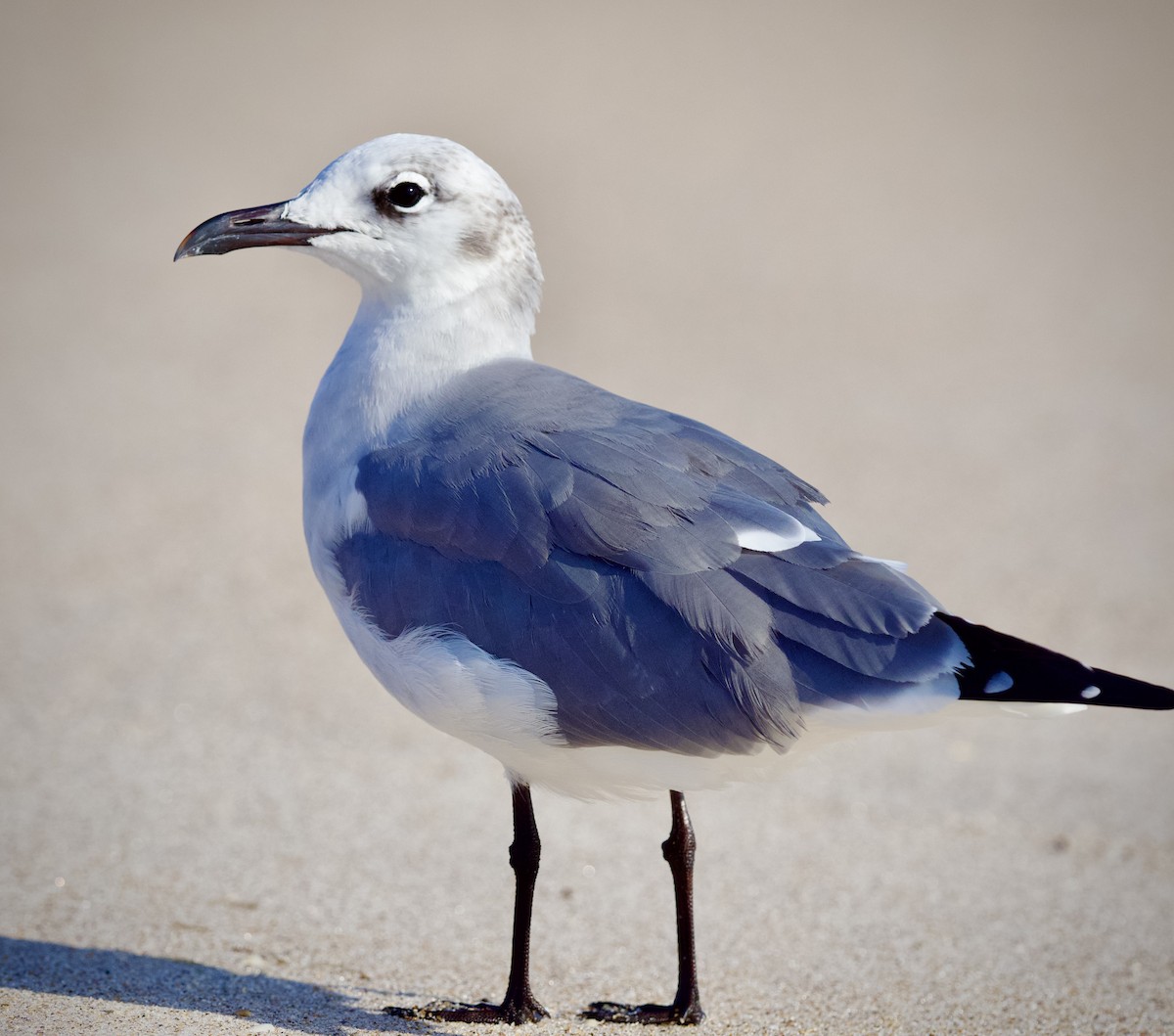 Laughing Gull - Colin Hill