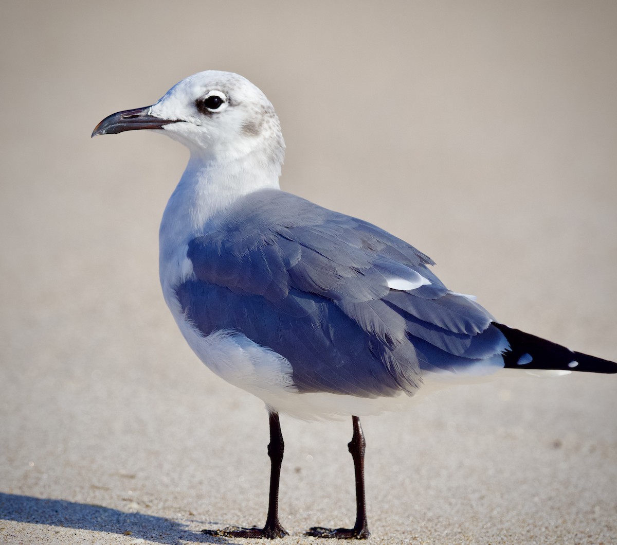 Mouette atricille - ML610223058