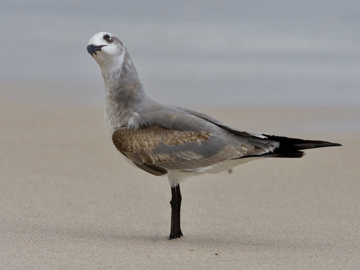 Mouette atricille - ML610223060