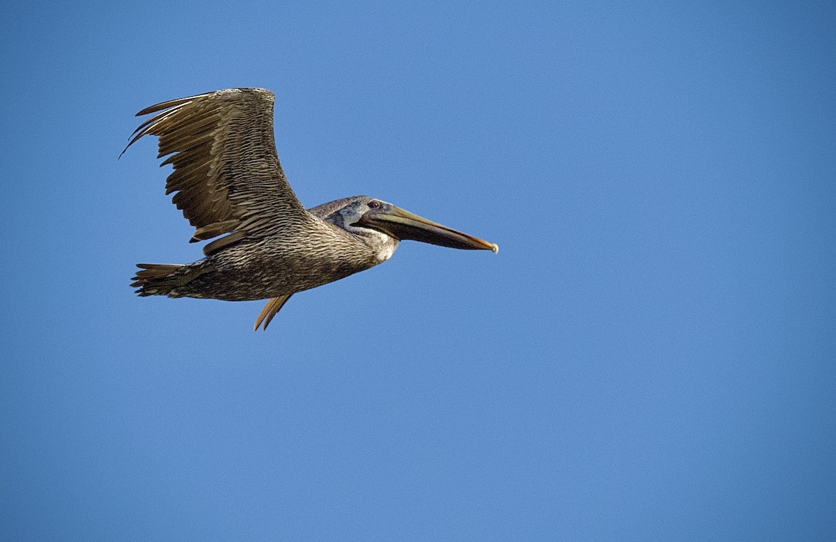 Brown Pelican - ML610223066