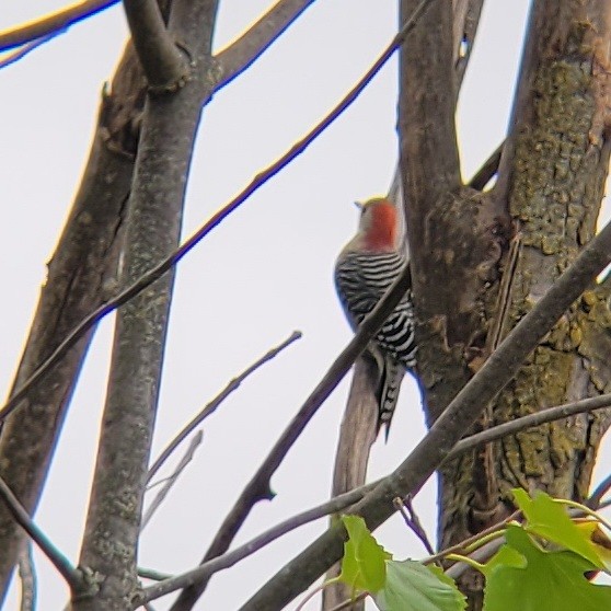 Red-bellied Woodpecker - ML610223076