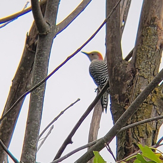 Red-bellied Woodpecker - ML610223077