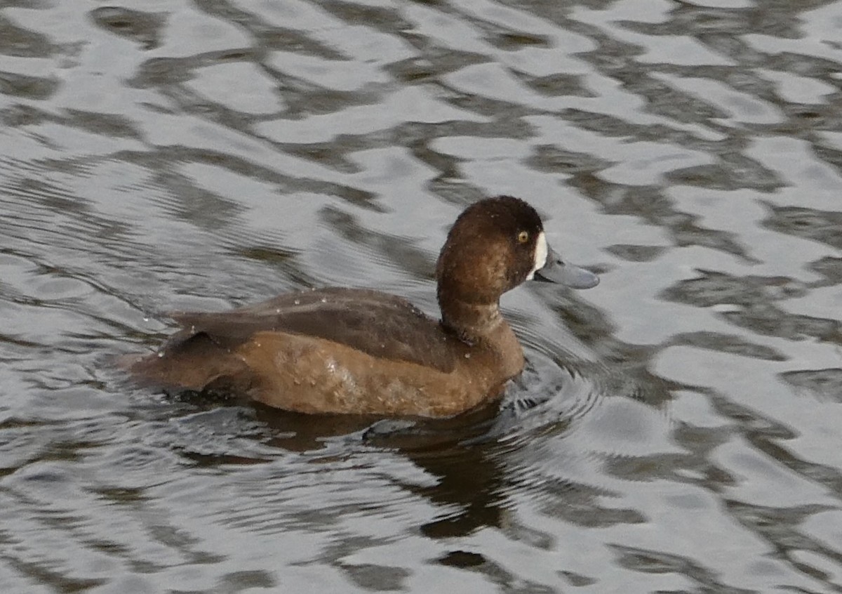 Greater Scaup - ML610223083