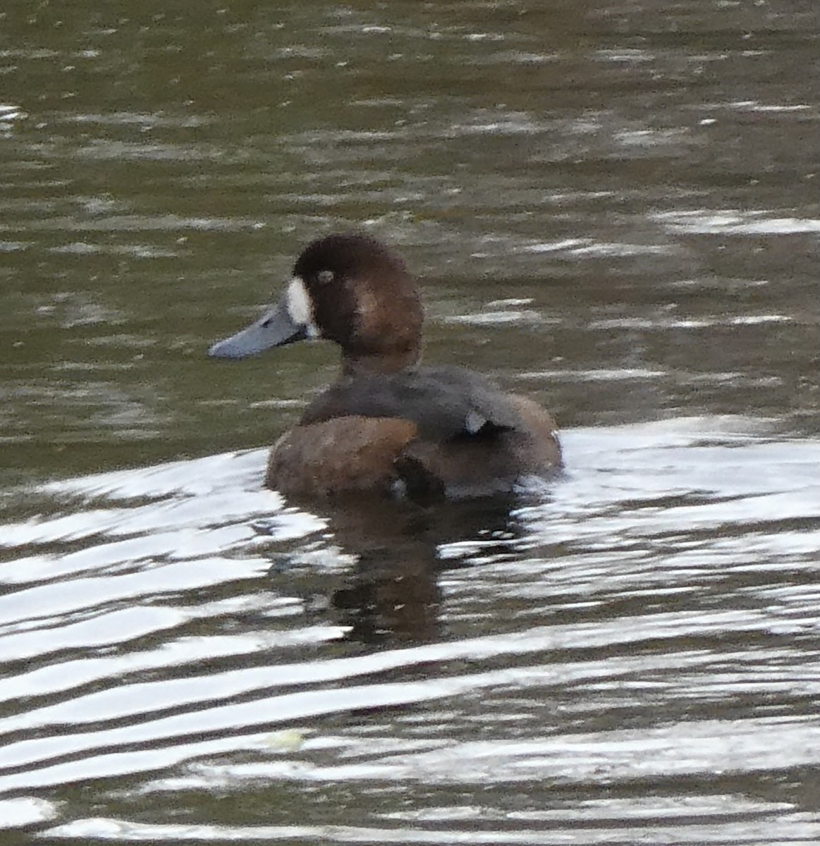 Greater Scaup - ML610223084
