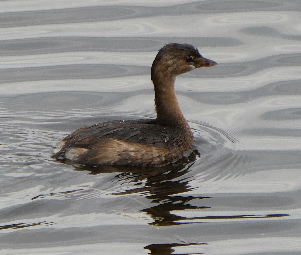 Pied-billed Grebe - ML610223089