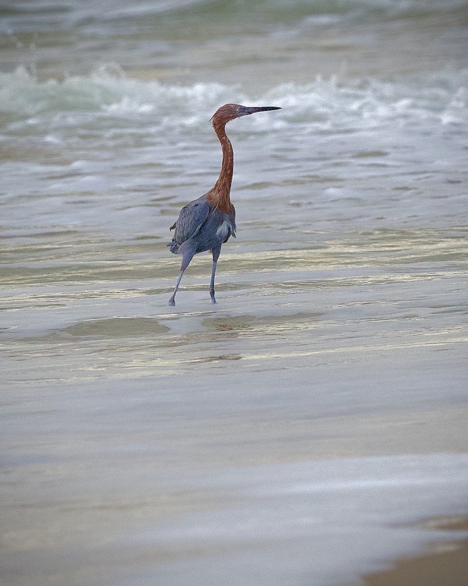 Reddish Egret - Colin Hill