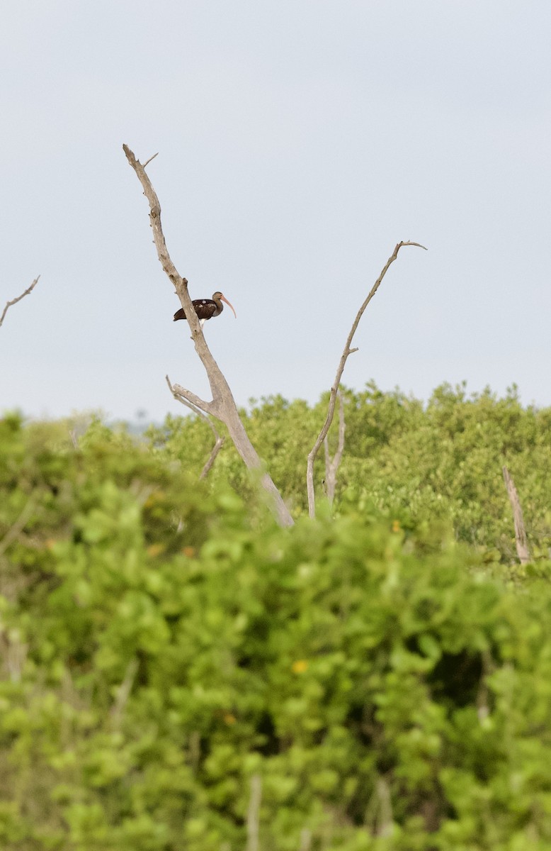 Glossy Ibis - Colin Hill