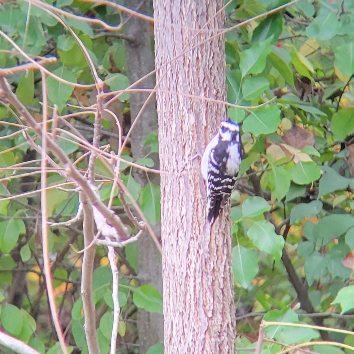 Downy Woodpecker - ML610223102