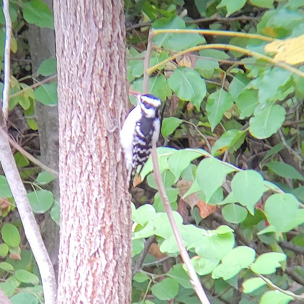 Downy Woodpecker - ML610223103