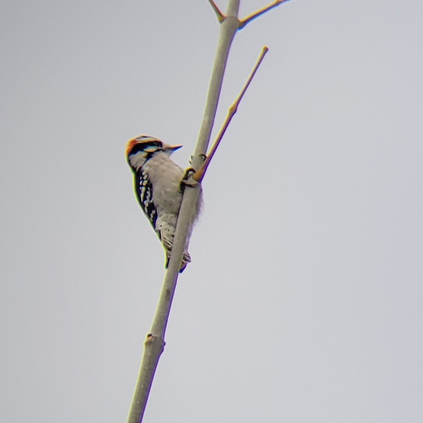 Downy Woodpecker - ML610223104