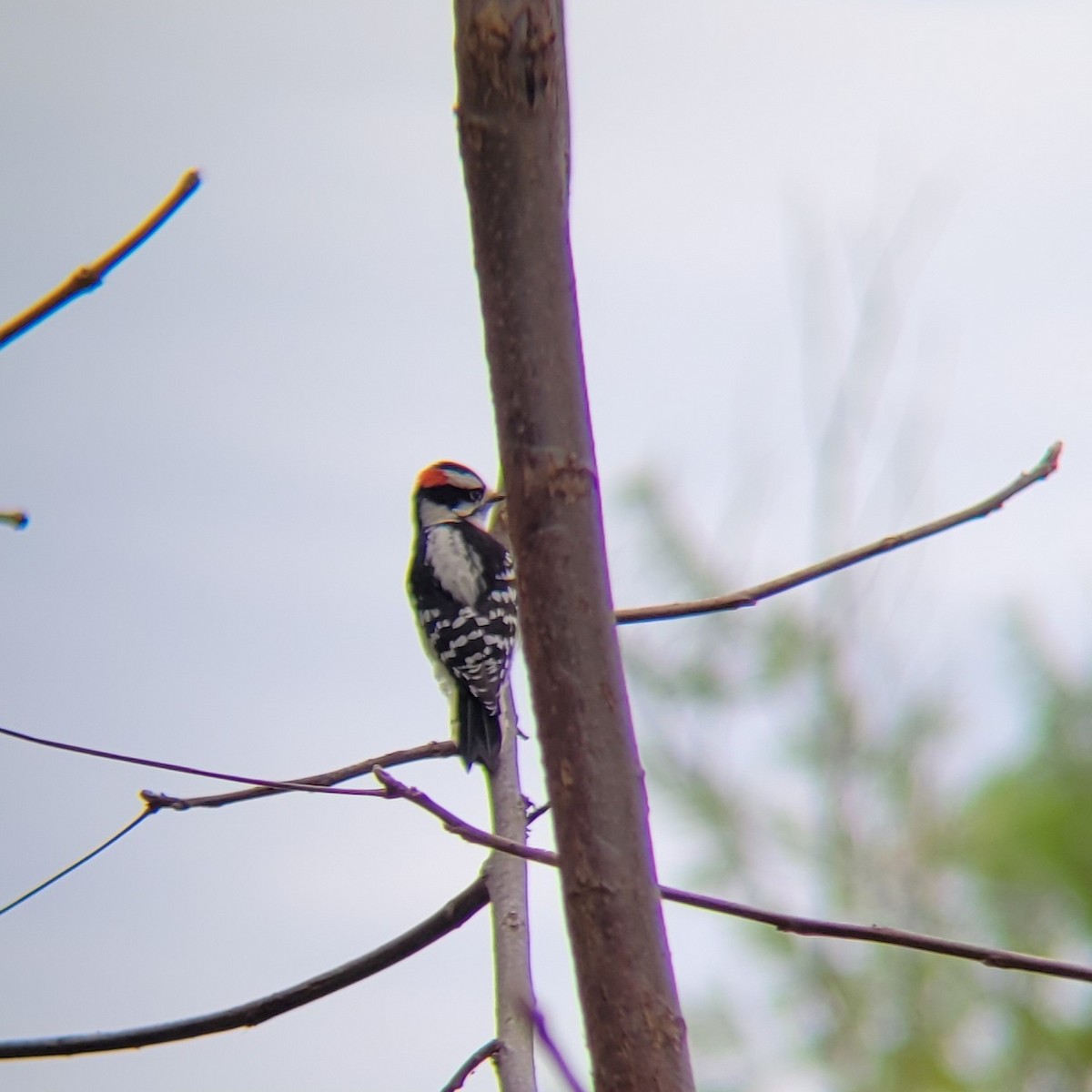 Downy Woodpecker - ML610223106