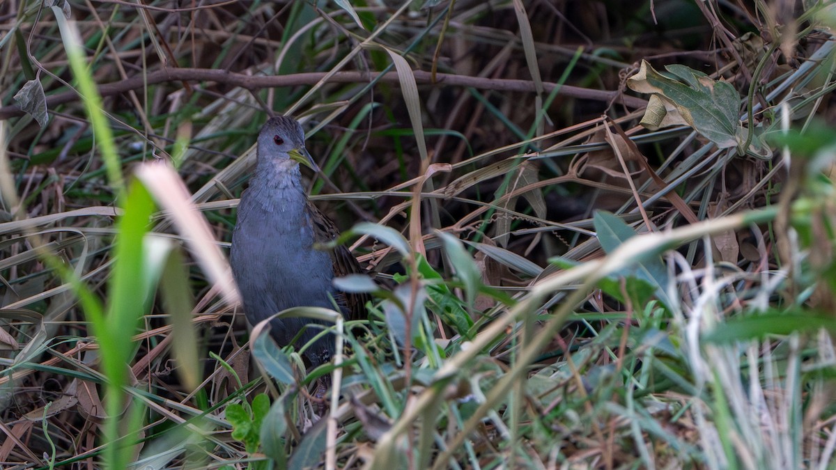 Ash-throated Crake - ML610223124