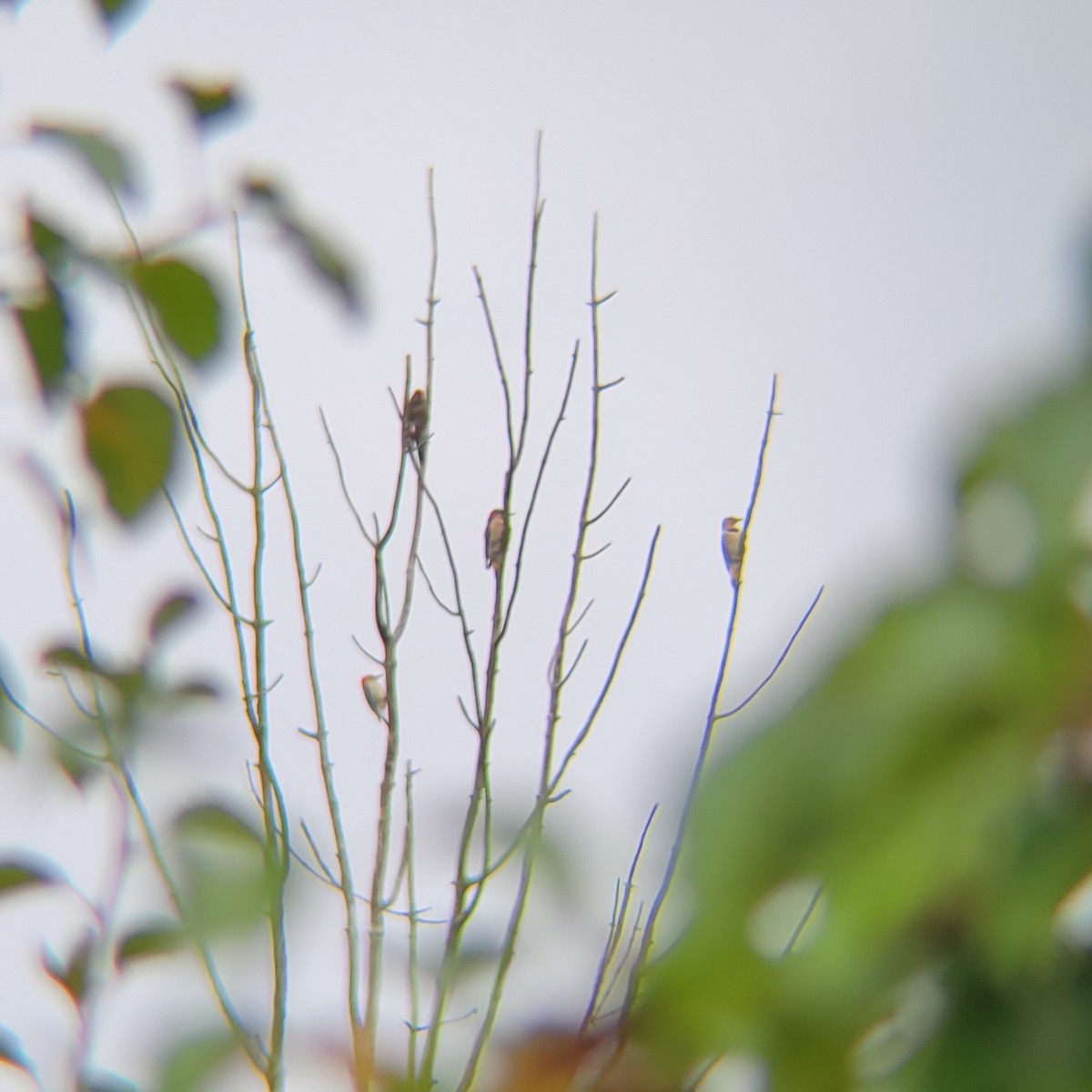 Northern Flicker - ML610223148