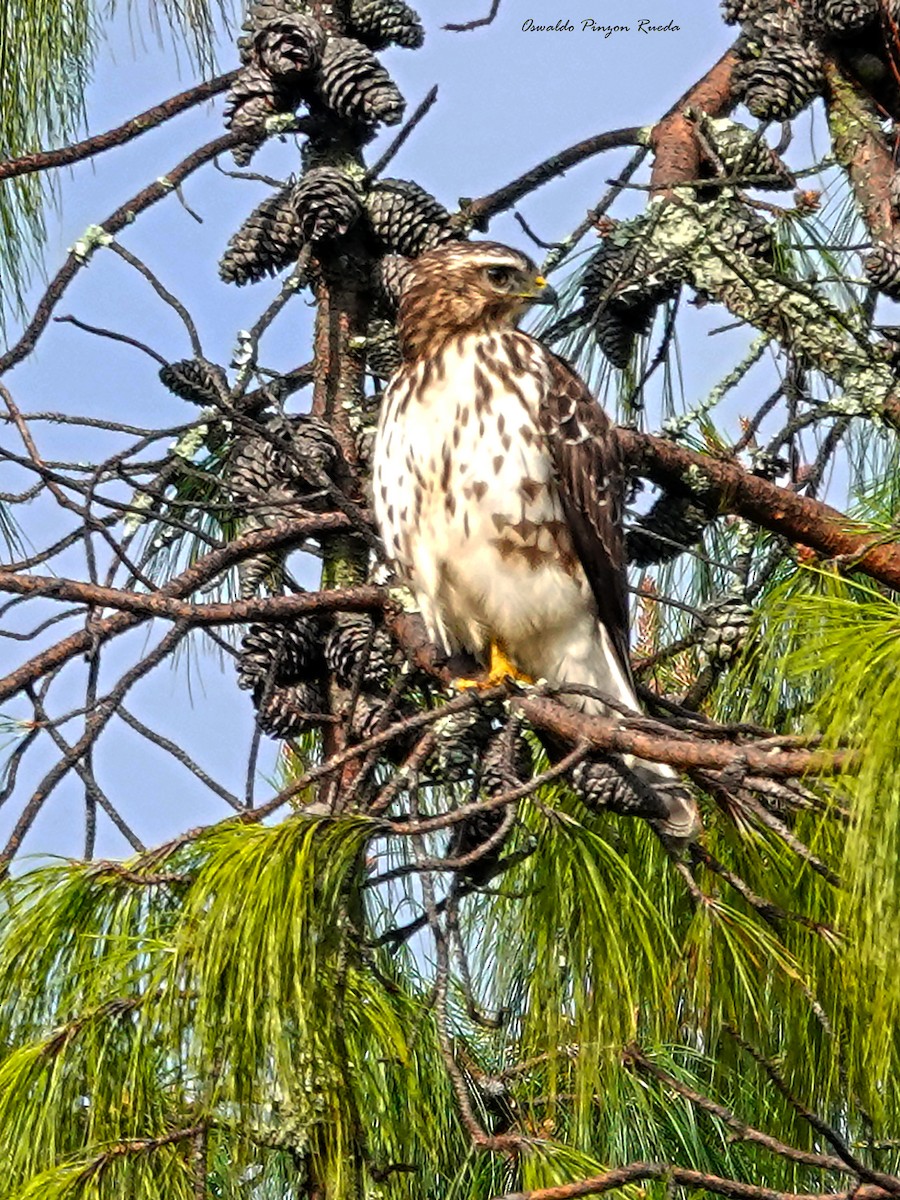 Broad-winged Hawk - ML610223149