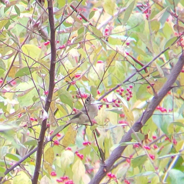 Roitelet à couronne rubis - ML610223194