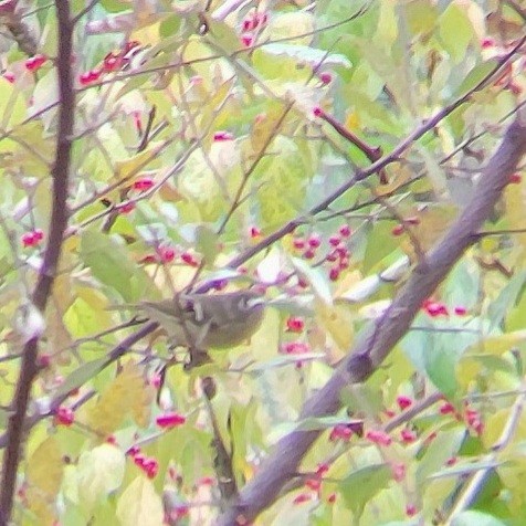 Ruby-crowned Kinglet - ML610223195