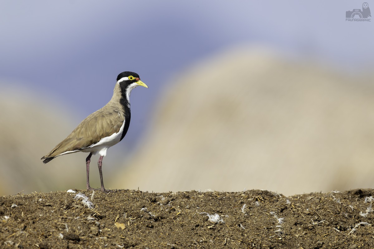 Banded Lapwing - ML610223251