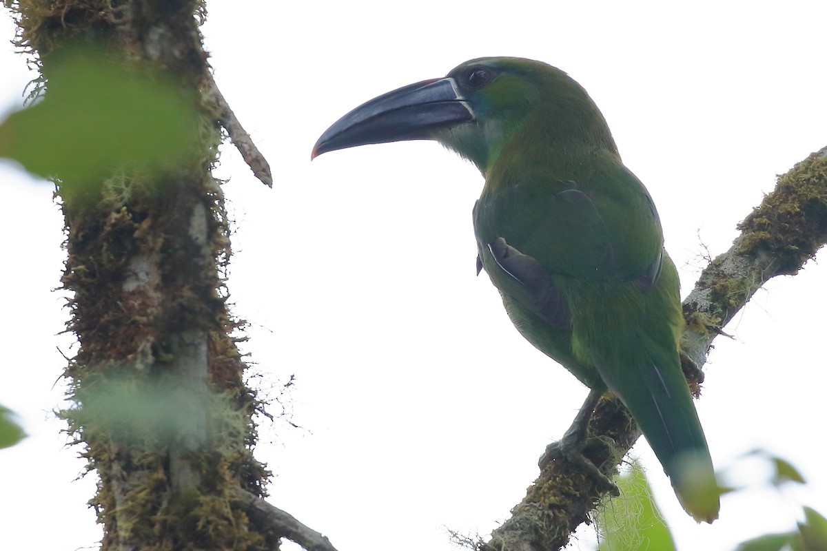 Chestnut-tipped Toucanet - ML610223279