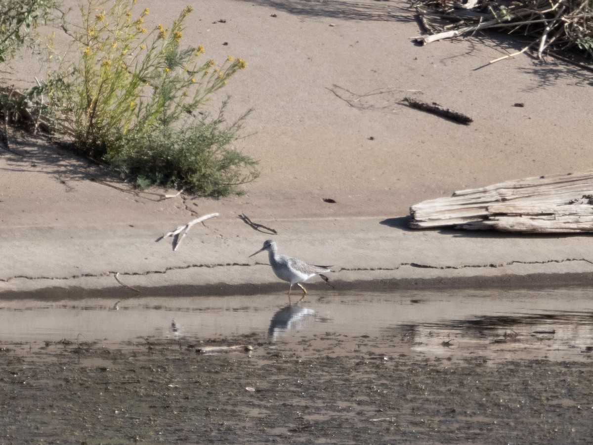 Greater Yellowlegs - ML610223305