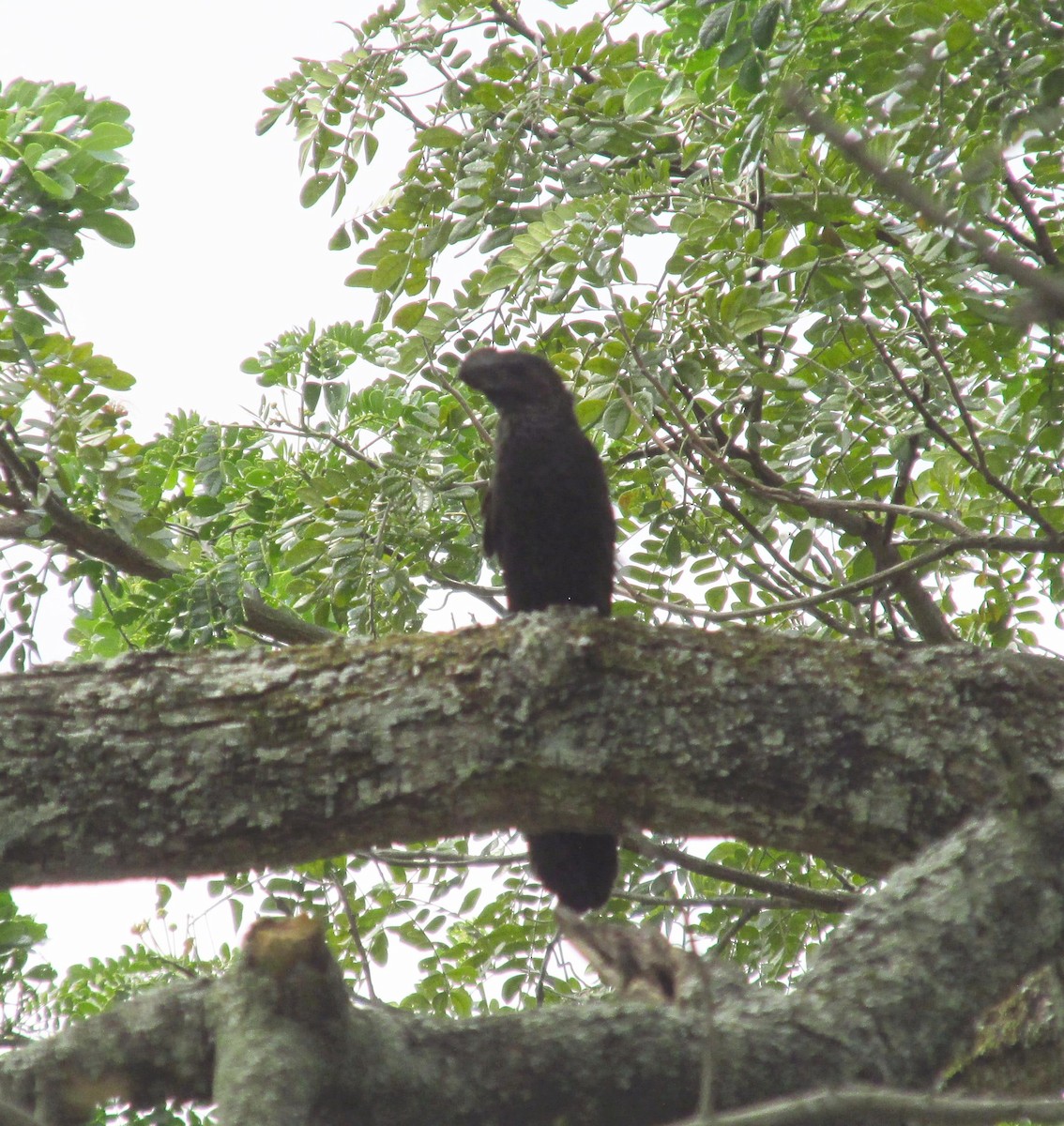 Smooth-billed Ani - ML610223349