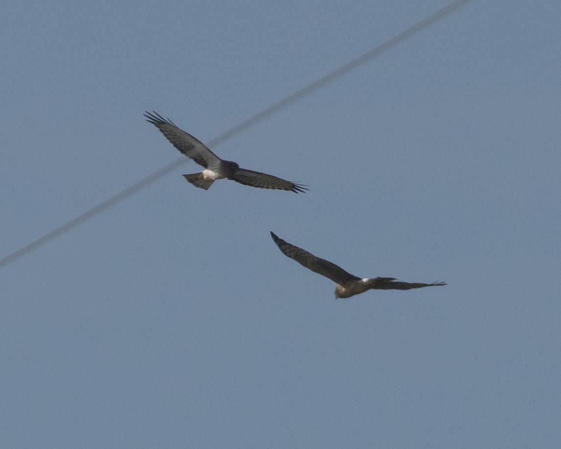 Northern Harrier - ML610223363