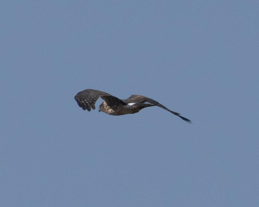 Northern Harrier - ML610223364