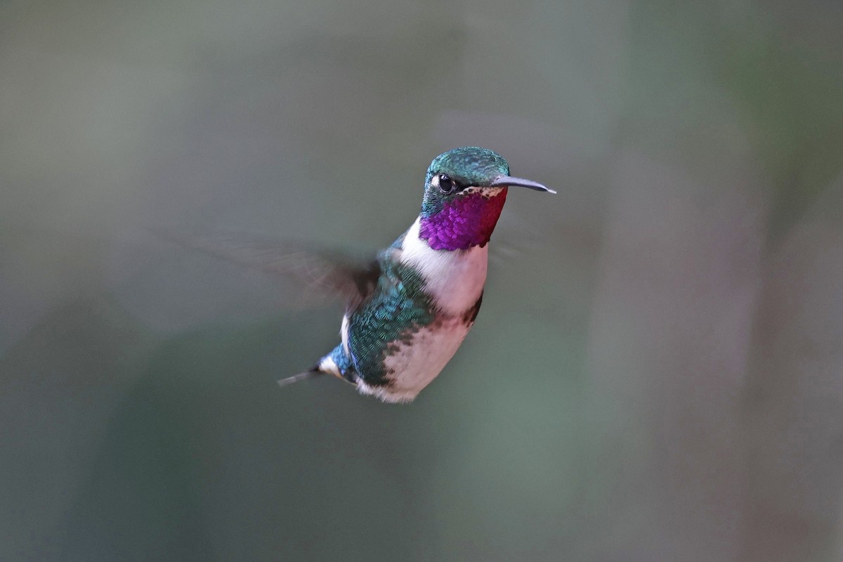 Colibrí de Mulsant - ML610223366