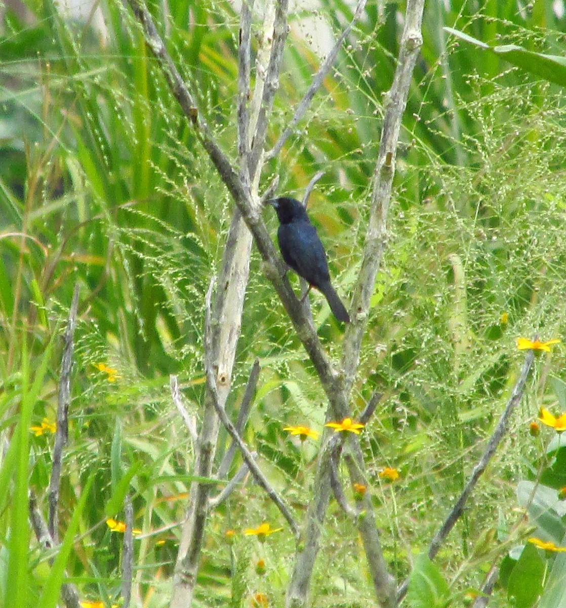 Blue-black Grassquit - Verónica Trujillo Iriarte