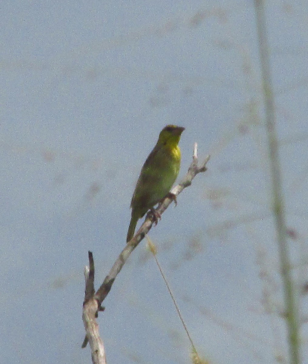 Saffron Finch - ML610223384