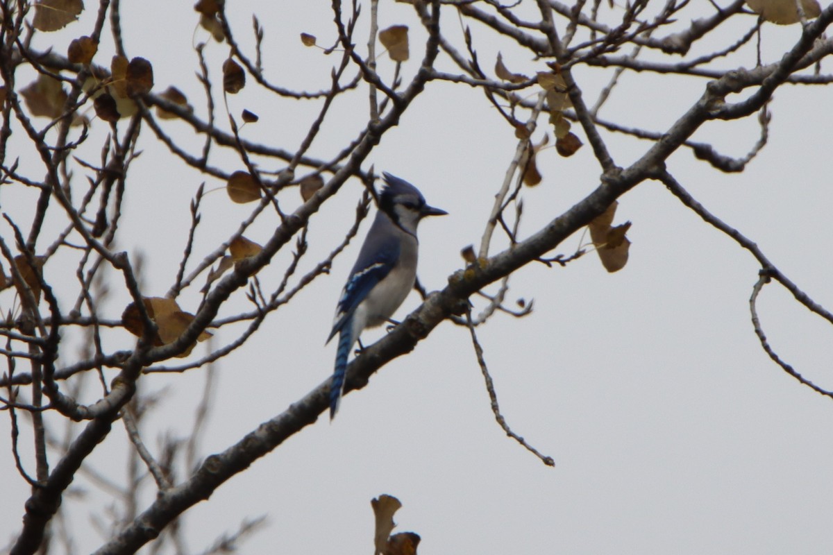 Blue Jay - ML610223392