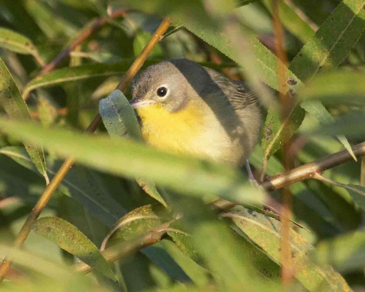 Common Yellowthroat - ML610223399