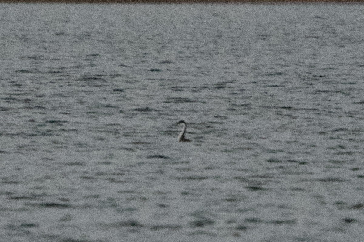 Western Grebe - ML610223472
