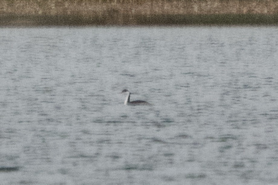 Western Grebe - ML610223480