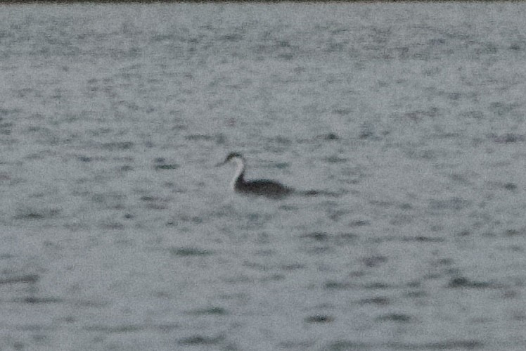 Western Grebe - ML610223488