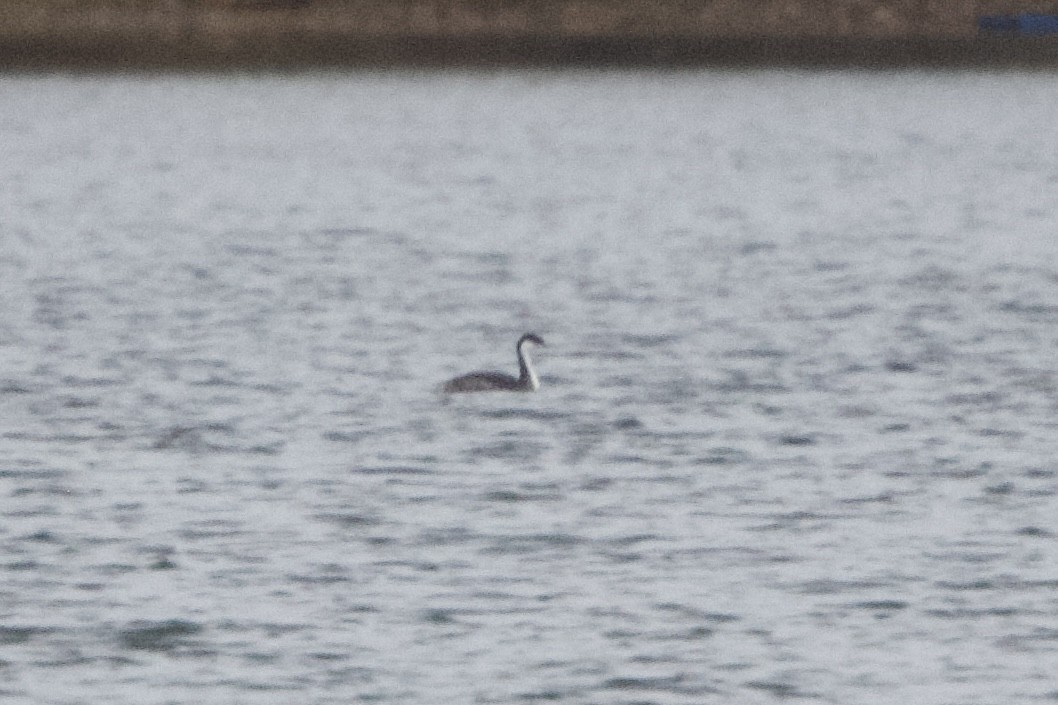 Western Grebe - ML610223492