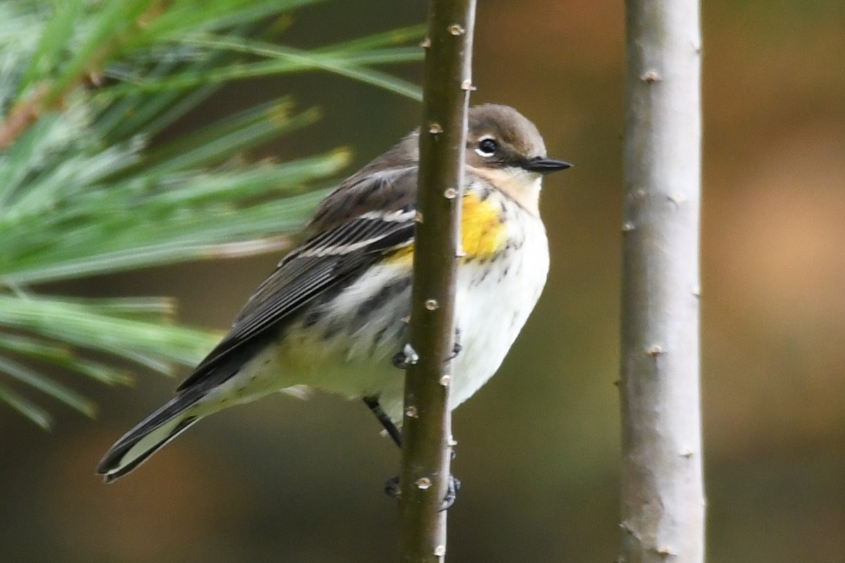 Yellow-rumped Warbler - ML610223500