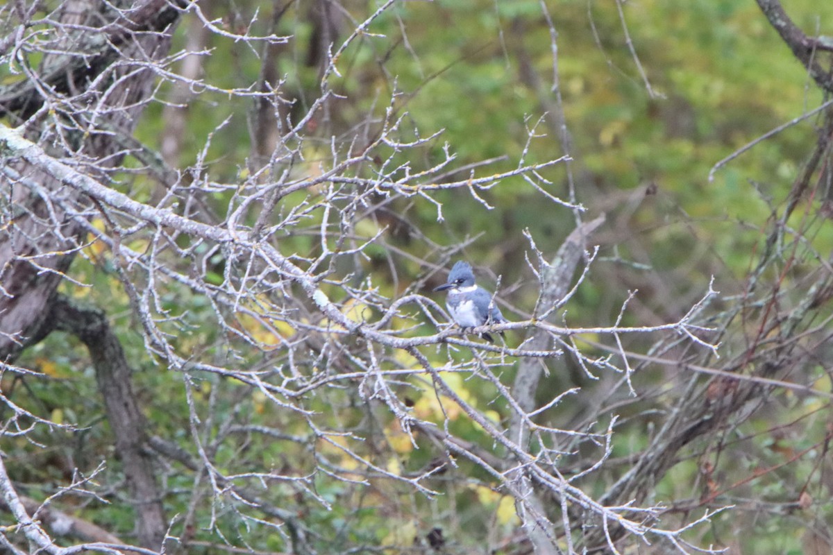 Belted Kingfisher - ML610223510