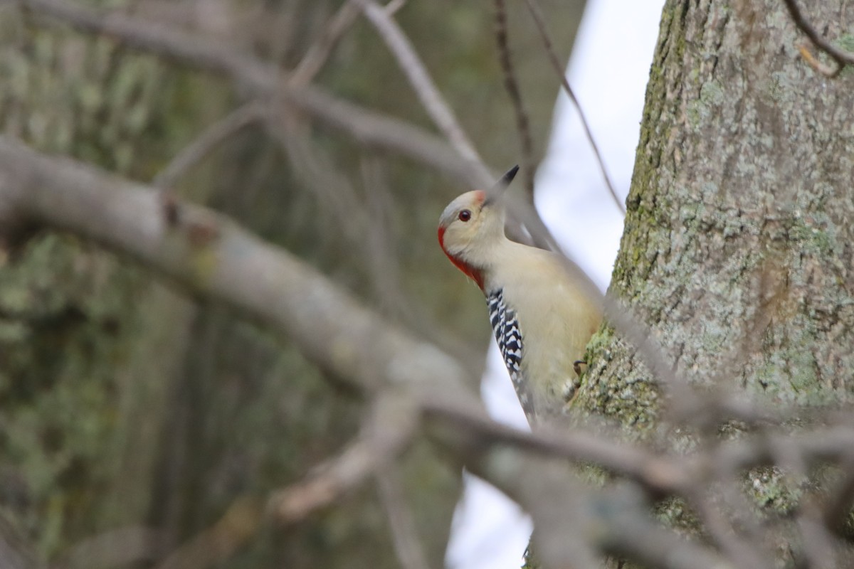 Red-bellied Woodpecker - ML610223517