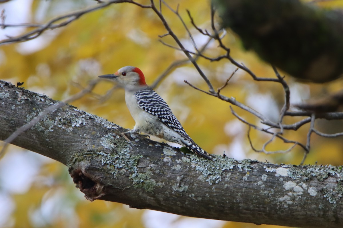 Red-bellied Woodpecker - ML610223520