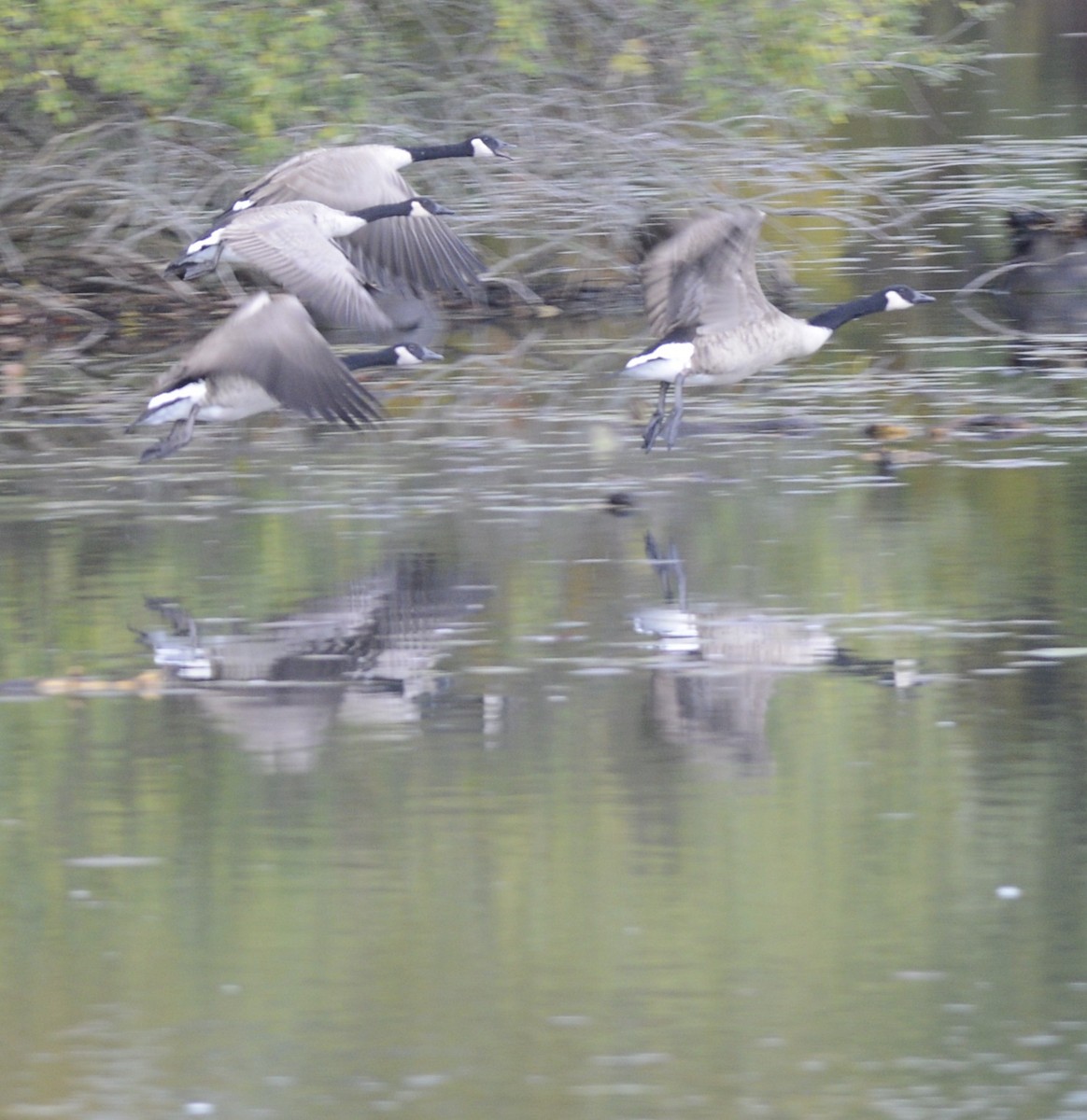 Canada Goose - ML610223574