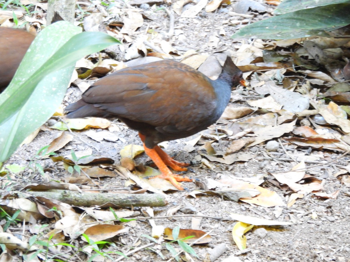 Orange-footed Megapode - ML610223592