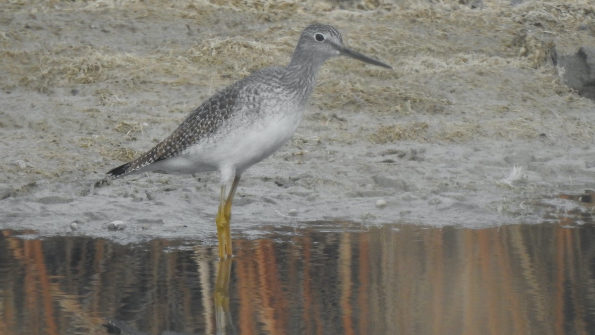 Greater Yellowlegs - ML610223691