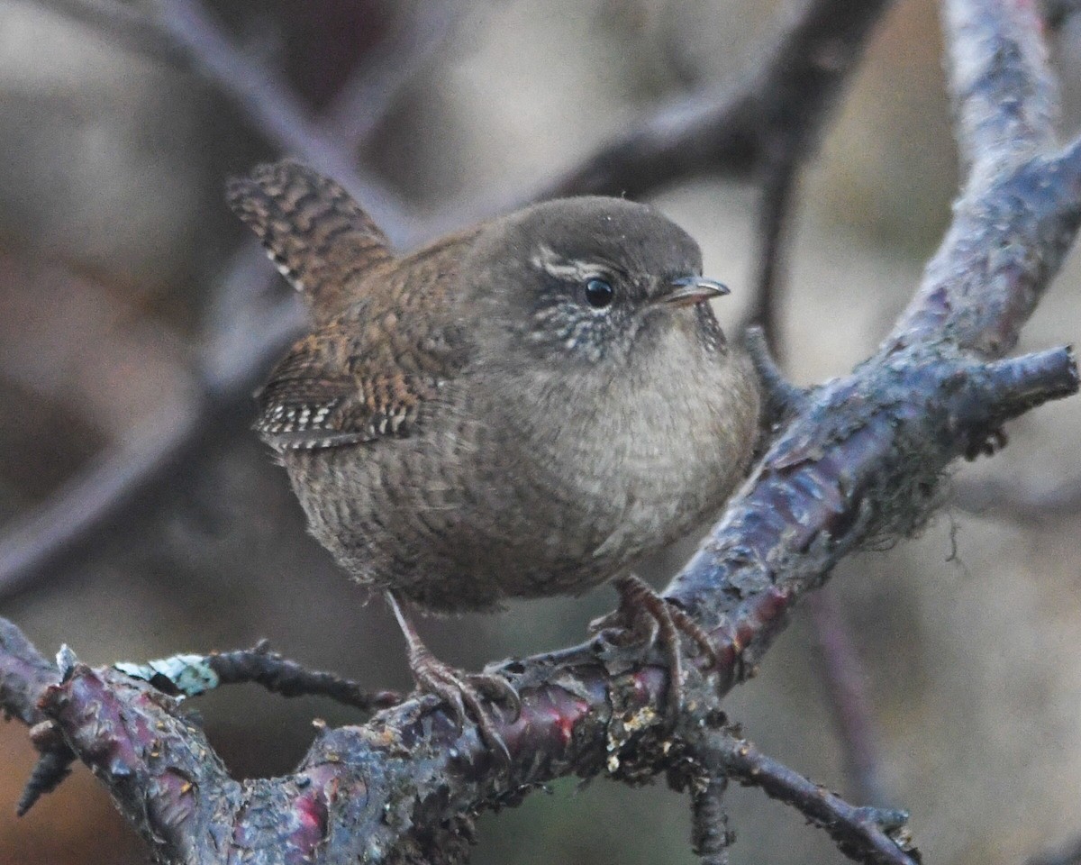 Eurasian Wren (Iceland) - Benjamin Filreis