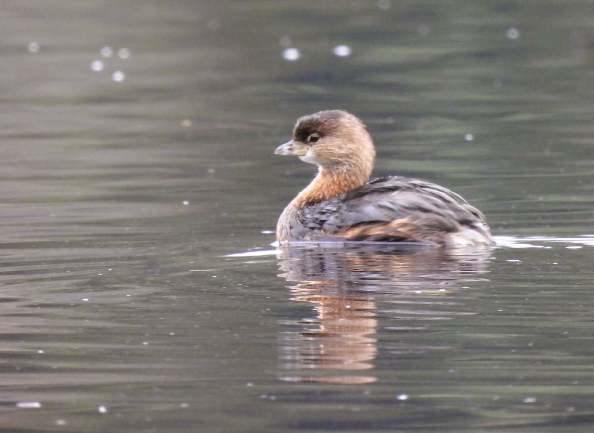 Pied-billed Grebe - ML610223860