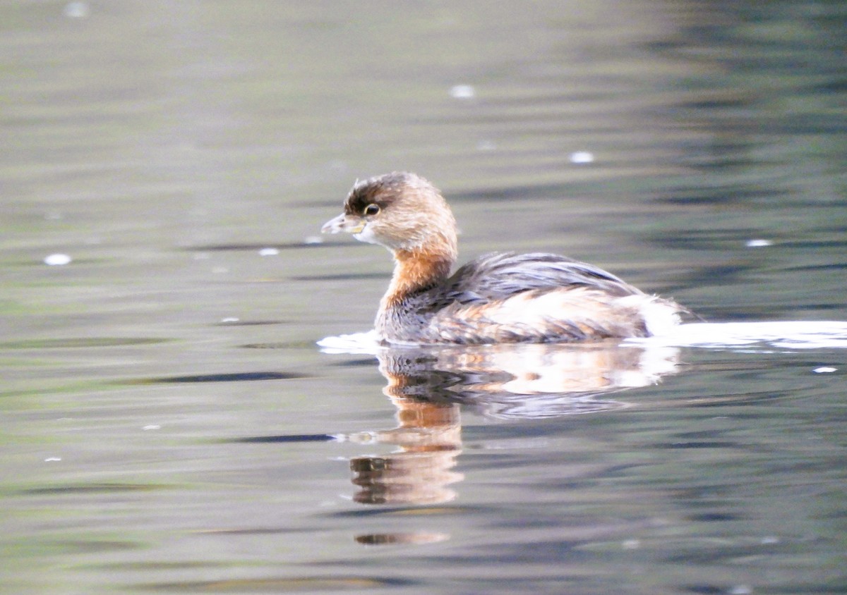 Pied-billed Grebe - ML610223861