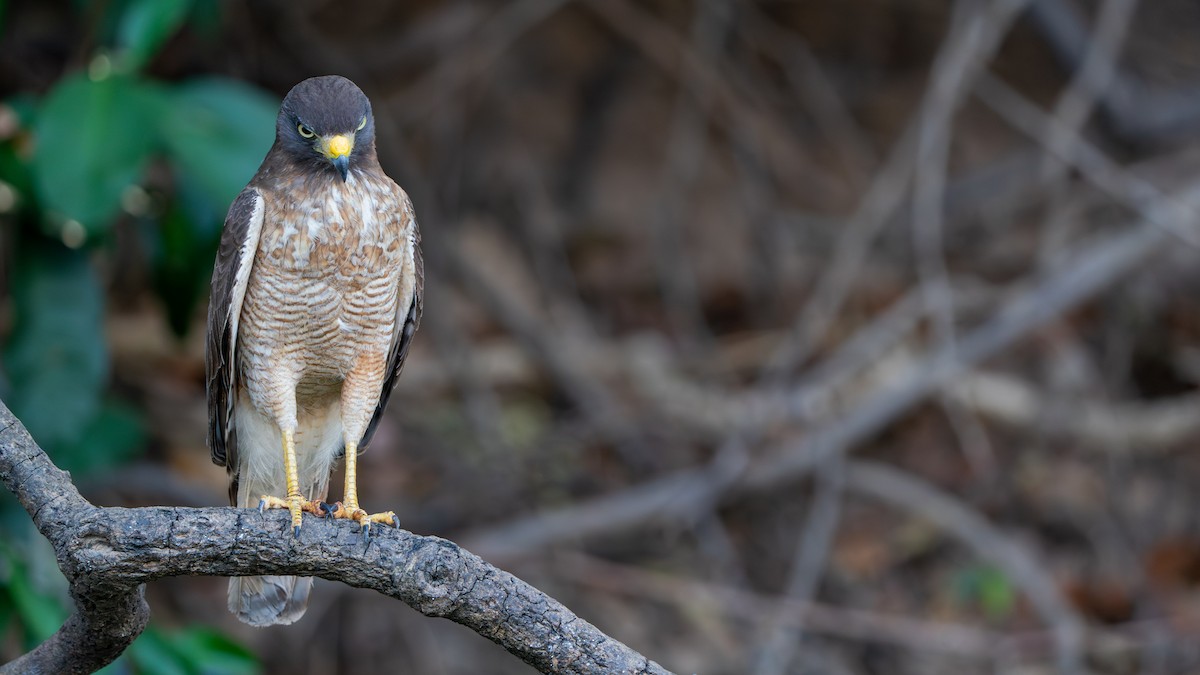 Roadside Hawk - ML610223872