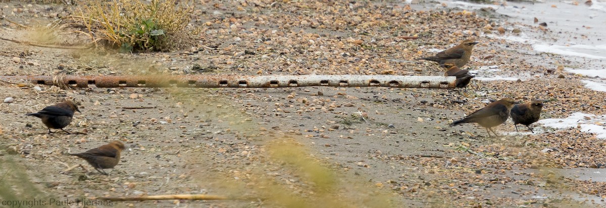 Rusty Blackbird - ML610223897